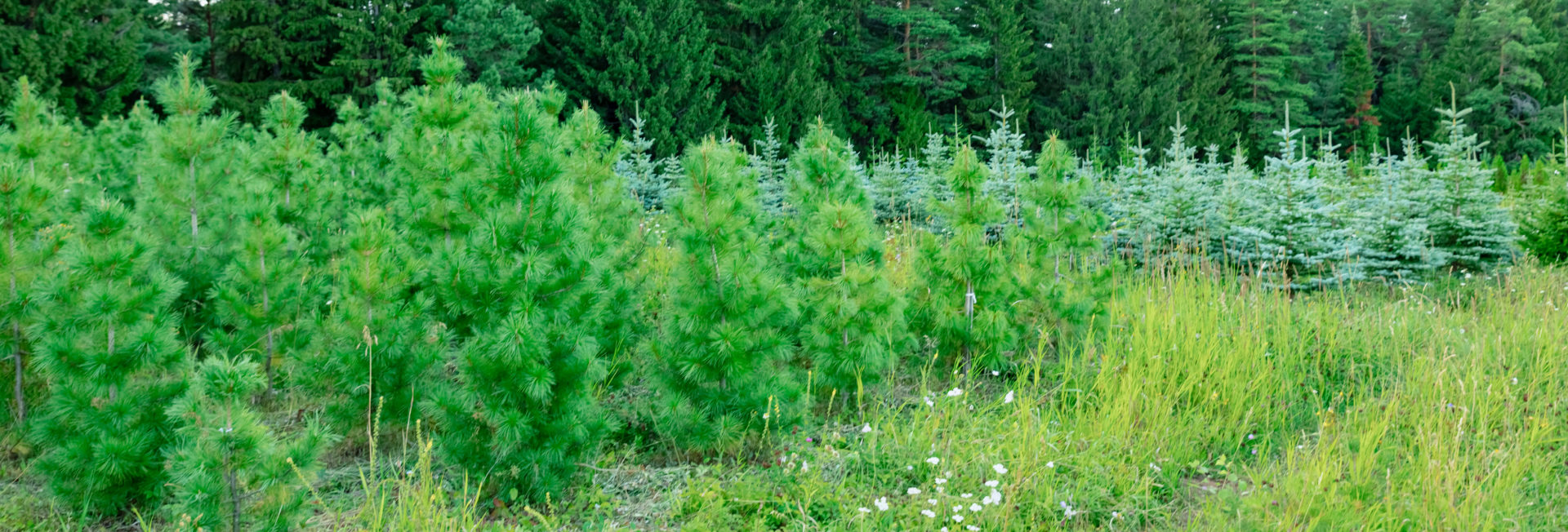 Питомник Лесовод в Ижевске